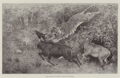 Tiger Attacking Nylghaie in Their Native Jungle by Harrington Bird